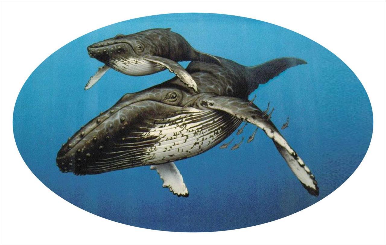 Hotel Whispering Whale Jacobs Bay Esterno foto